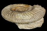 Parkinsonia Ammonite on Rock - France #92450-2